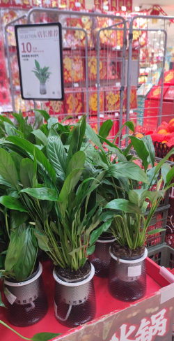 家庭养花用生根粉