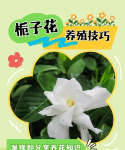 栀子花河北什么时候开花