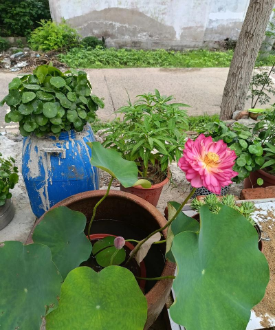 家庭养花用生根粉