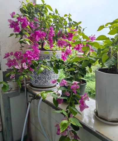 家庭养花用生根粉