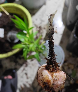 家庭养花用生根粉