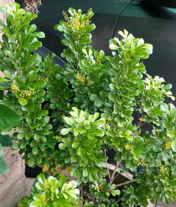 米仔兰为什么老是掉叶子