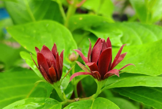 夏腊梅与腊梅有什么区别