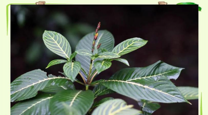 家庭养花用生根粉