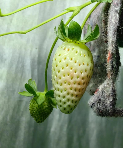 草莓什么样的果形最好