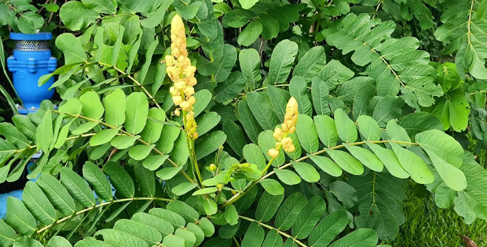 翅荚决明别名叫什么