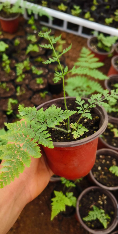 金毛狗厥什么时候发芽