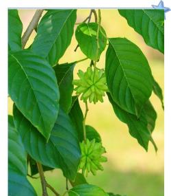 喜树的茎是什么样子的