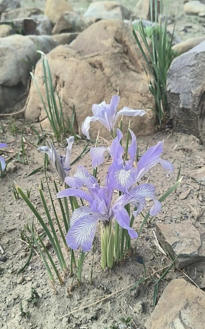 韭菜叶似的花叫什么意思