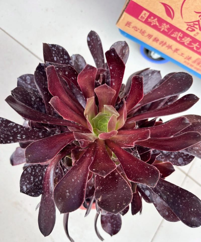 家庭养花用生根粉