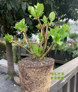 家庭养花用生根粉