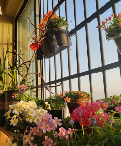 家庭养花用生根粉