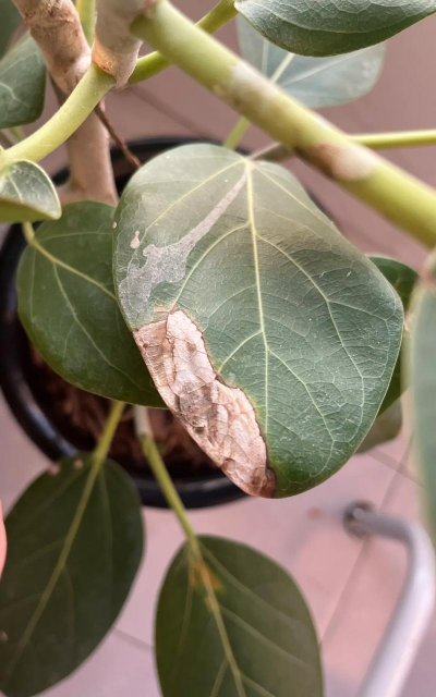 榕树新叶子发红怎么回事 榕树新叶子发红怎么回事