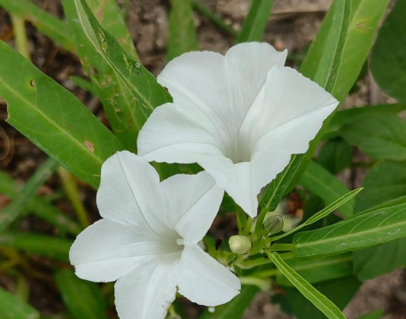 空心菜的花朵叫什么花
