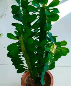 龙骨的茎长的高像什么