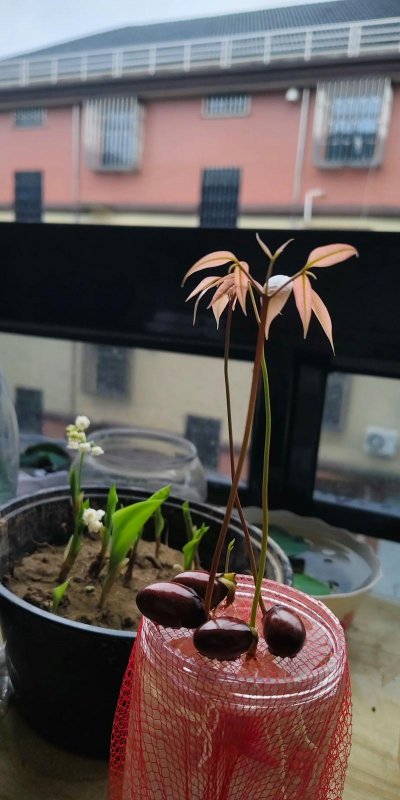 家庭养花用生根粉