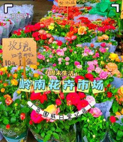 广州花卉市场怎么走