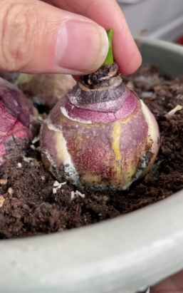 家庭养花用生根粉