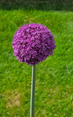 像大花葱的花叫什么