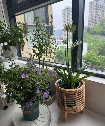 家庭养花用生根粉