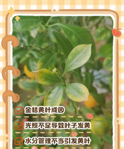 金钱橘叶子黄了怎么回事