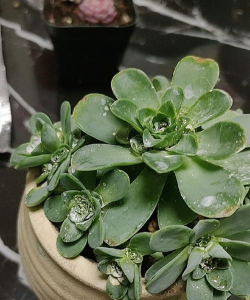 山地玫瑰长白虫怎么办