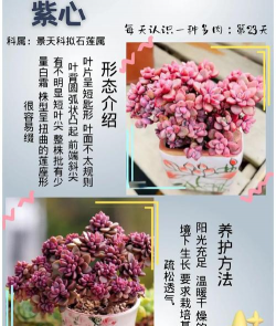 多肉紫心该怎么养