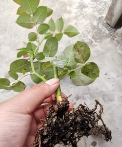 家庭养花用生根粉