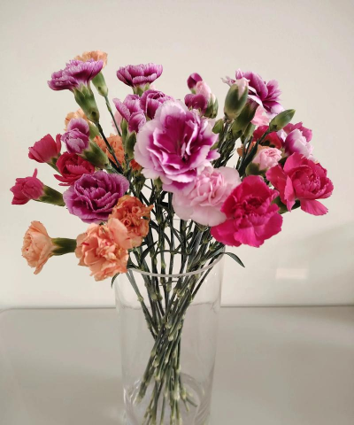 多头康乃馨配什么