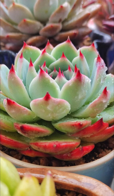 家庭养花用生根粉