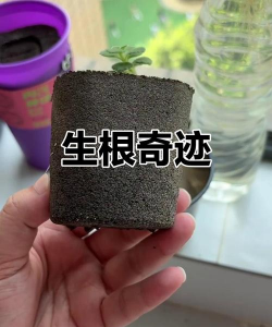 家庭养花用生根粉