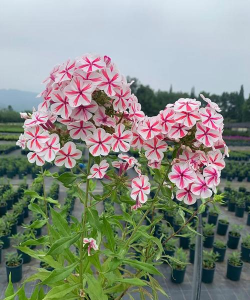 阿尔卑斯糖养花