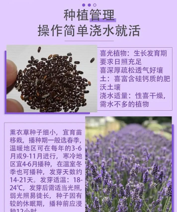 松果菊的种子什么时候种