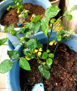 家庭养花用生根粉