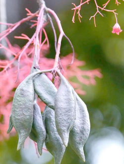 火焰木的果长什么样