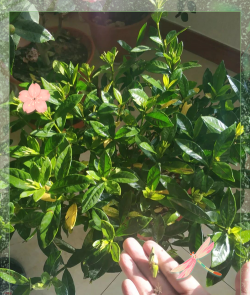 栀子花落雷怎么办