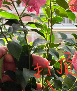 家庭养花用生根粉