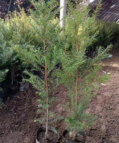 红豆杉树苗像什么样