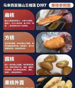 榴莲核在榴莲的什么地方