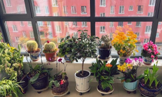 家庭养花用生根粉