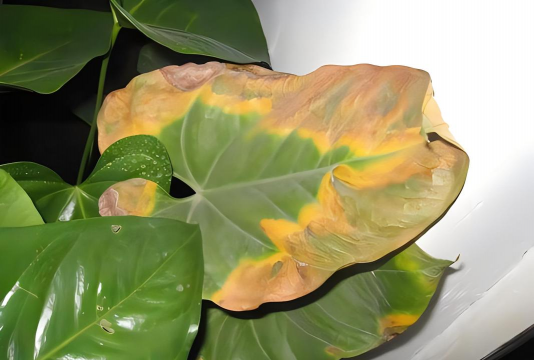 白掌叶干枯怎么办