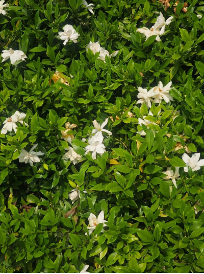 枙子花闻起来像什么