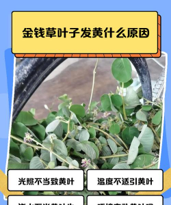 金钱草黄了怎么办