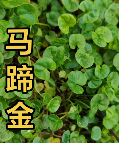 马蹄金相似的植物叫什么 马蹄金相似的植物叫什么