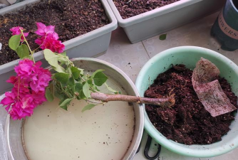 家庭养花用生根粉