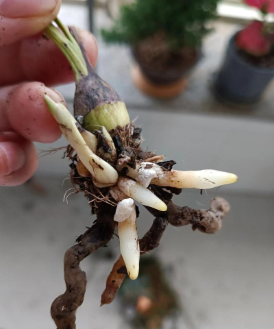 家庭养花用生根粉