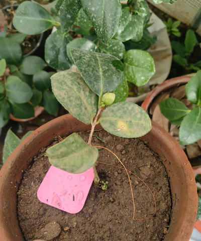 我的耐冬怎么不大长叶子