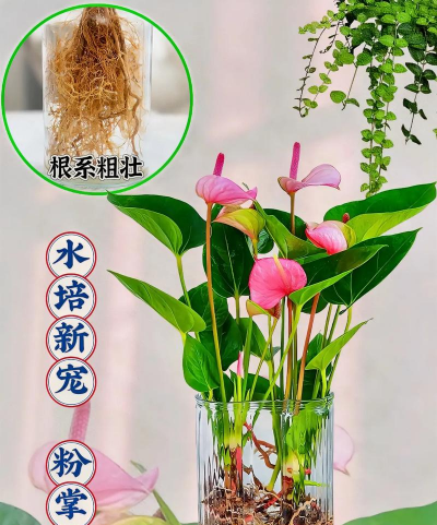 家庭养花用生根粉