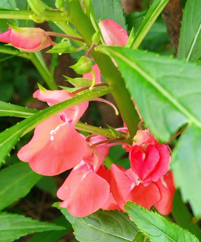 凤仙花的花色与什么有关