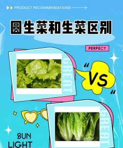 你和生菜的区别是什么